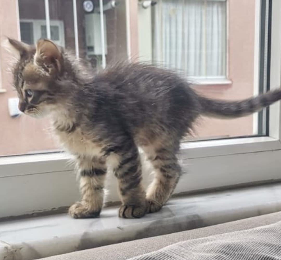 BİR ANI, BİR UMUT ve BİR KEDİCİK